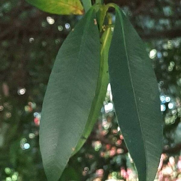 Garcinia intermedia Leaf