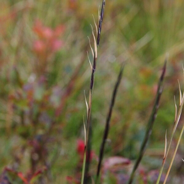 Nardus stricta Kwiat