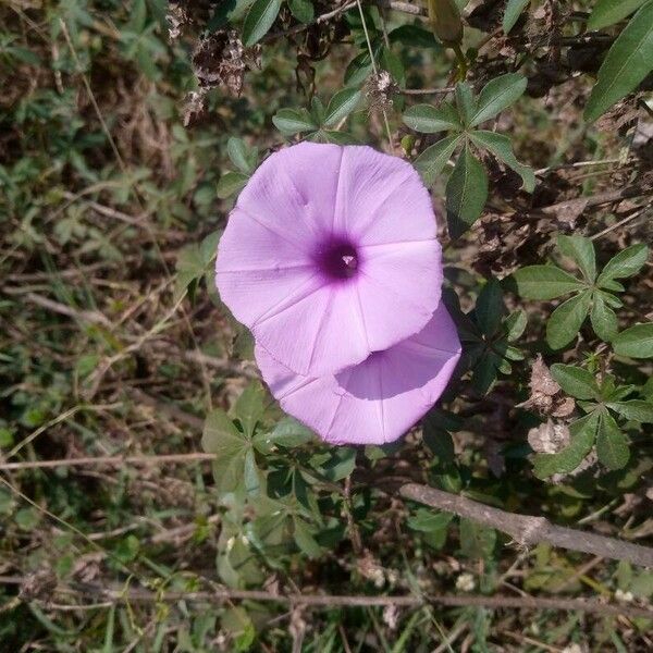 Ipomoea cairica Virág