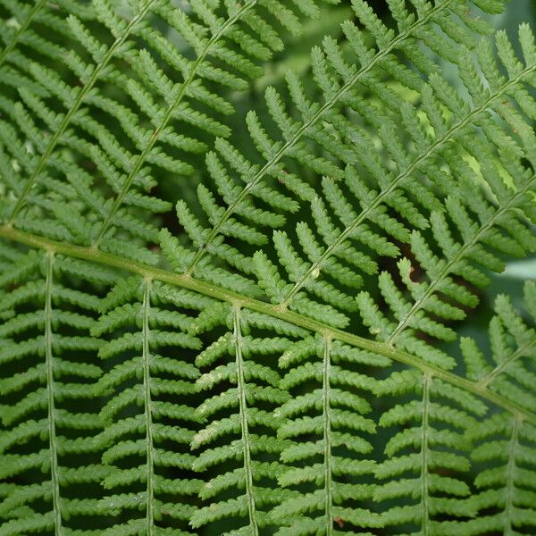 Athyrium filix-femina Hostoa