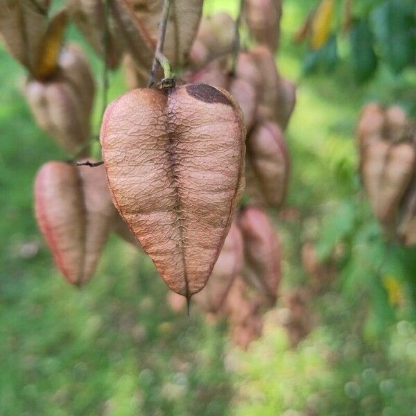 Koelreuteria paniculata ফল