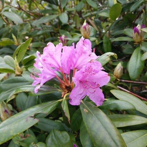 Rhododendron ponticum Flor
