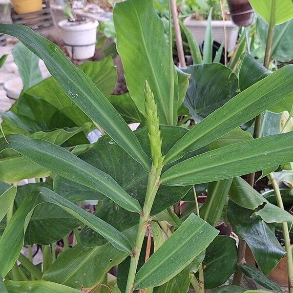 Hedychium coccineum Folla