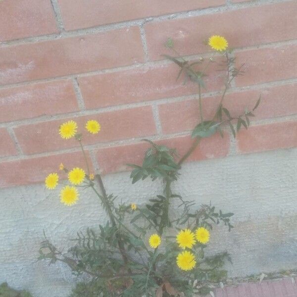 Sonchus tenerrimus Flower