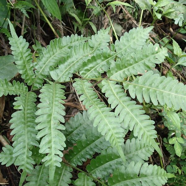 Pteris hamulosa Liść