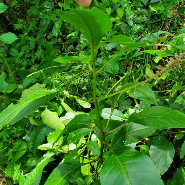 Phytolacca rivinoides Natur