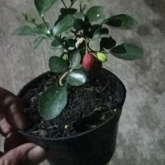 Murraya paniculata Vrucht