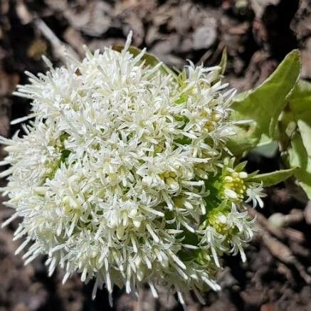 Petasites albus Blomma