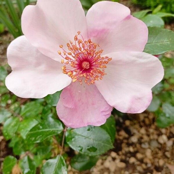 Rosa sempervirens Flower