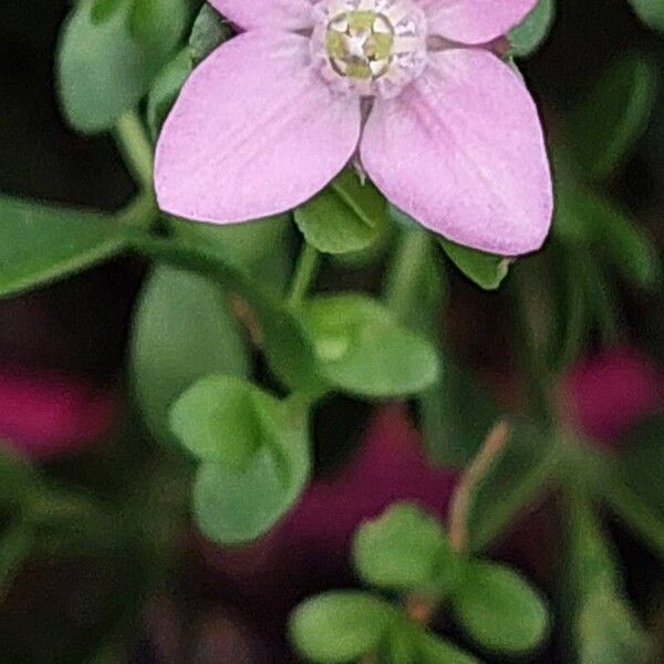 Boronia crenulata 花