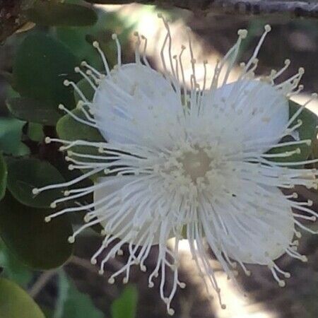 Eugenia buxifolia 花