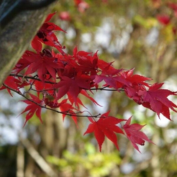 Acer palmatum Feuille