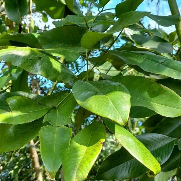 Cassia fistula Leaf