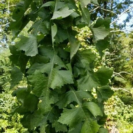 Rapistrum rugosum Leaf