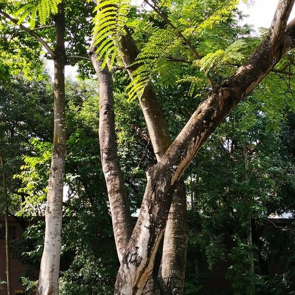 Cassia javanica आदत