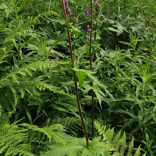 Aconitum septentrionale Hábito