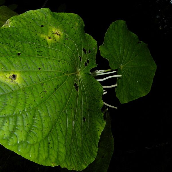 Piper umbellatum Leht