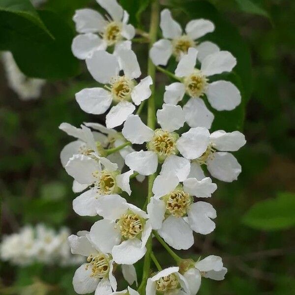 Prunus padus Kukka