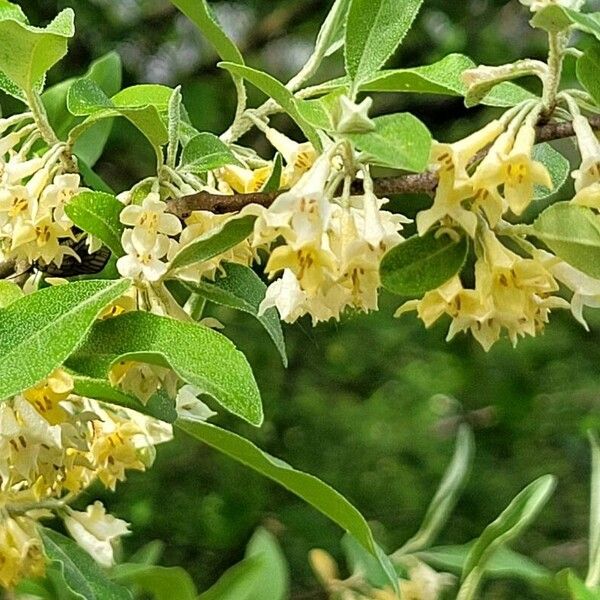 Elaeagnus multiflora Blodyn