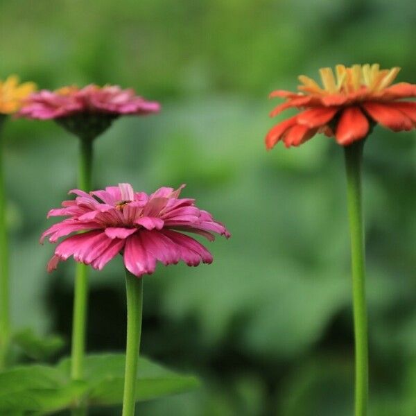 Zinnia elegans Blomma