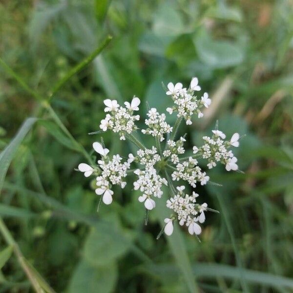 Tordylium maximum Flower