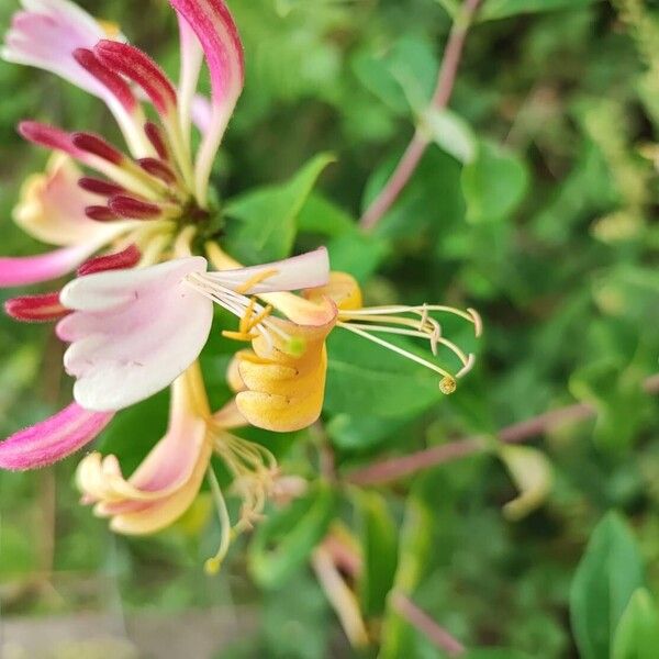 Lonicera periclymenum 花