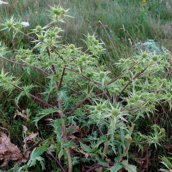 Eryngium campestre Tervik taim