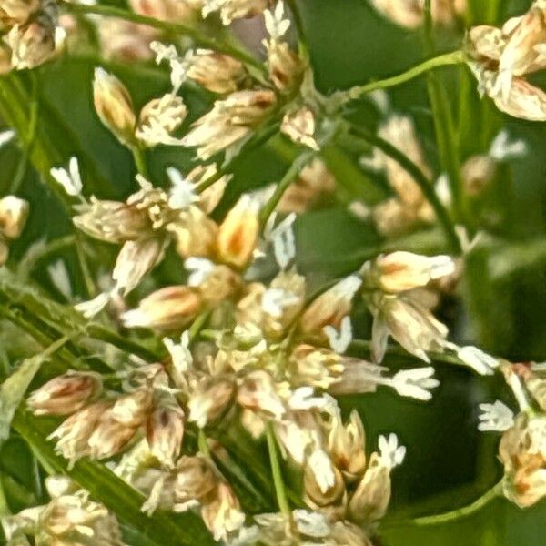 Luzula luzuloides Flower