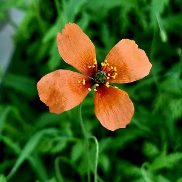 Papaver pinnatifidum ফুল