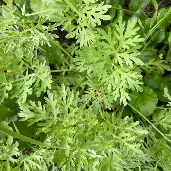 Artemisia absinthium List