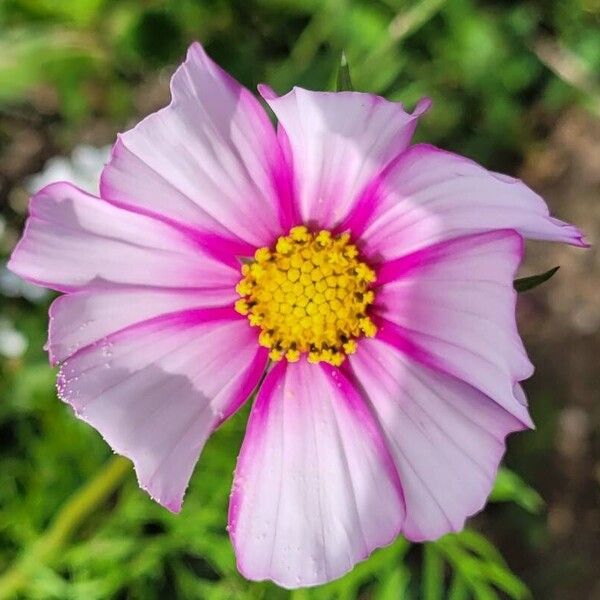 Cosmos caudatus Flower