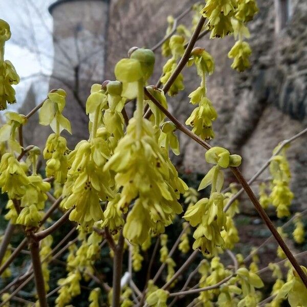 Corylopsis spicata Blomst