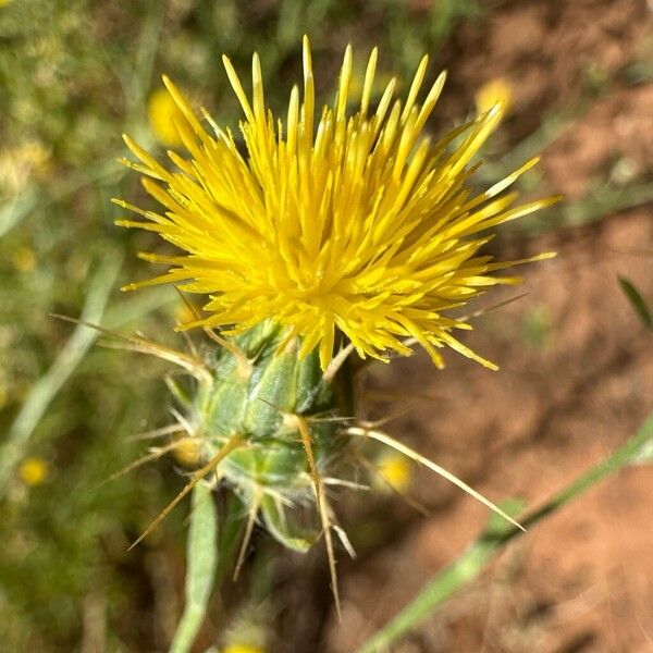 Centaurea solstitialis Цвят