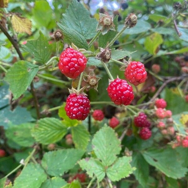 Rubus occidentalis 果