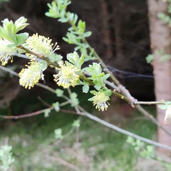 Salix repens Цветок
