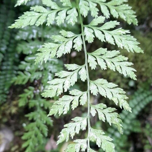 Cystopteris fragilis Blad