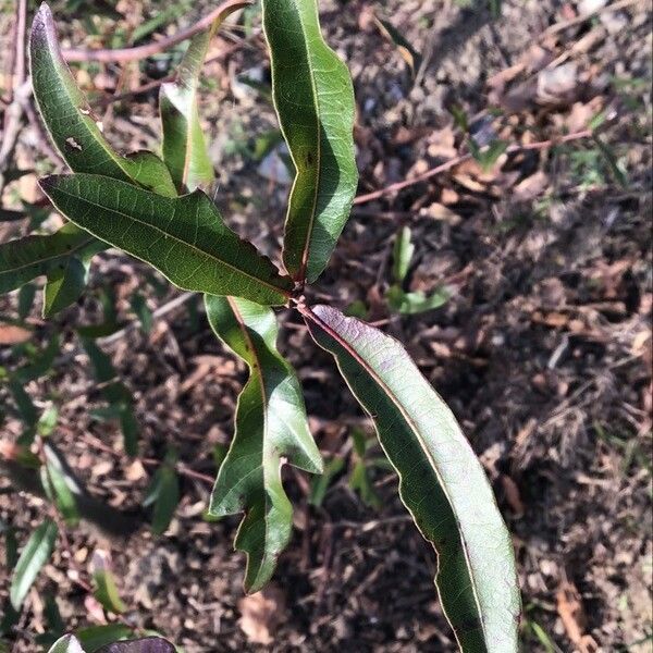 Quercus hemisphaerica Feuille