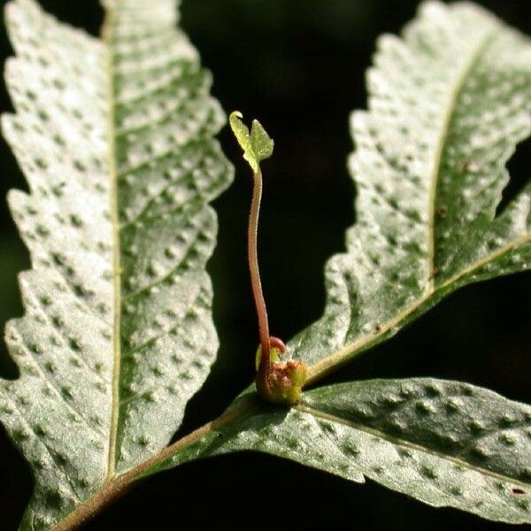 Tectaria incisa Φύλλο
