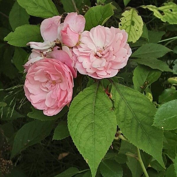 Rosa × damascena অভ্যাস