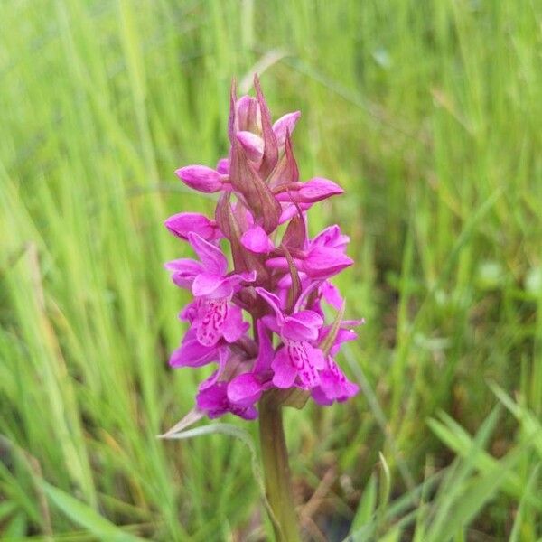 Dactylorhiza majalis Blüte