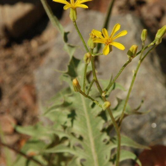 Crepis acuminata Blomst