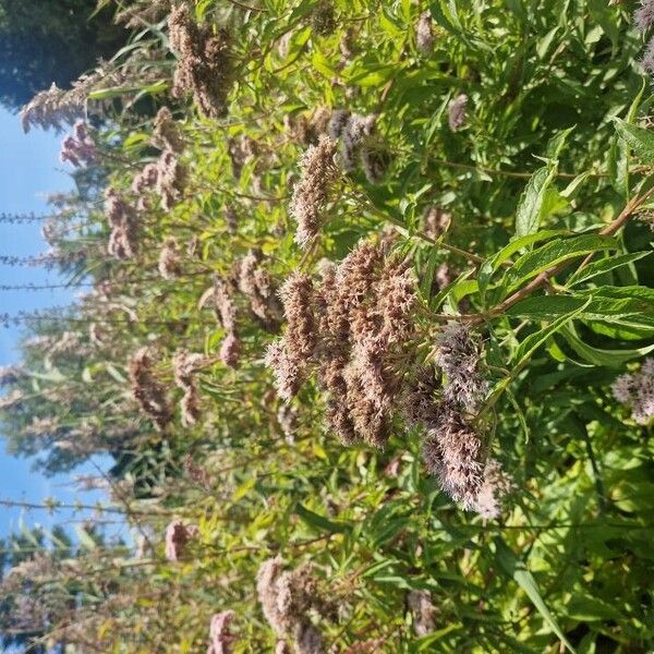 Eupatorium cannabinum Žiedas