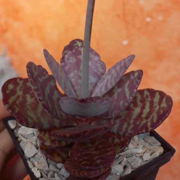 Kalanchoe humilis Blad