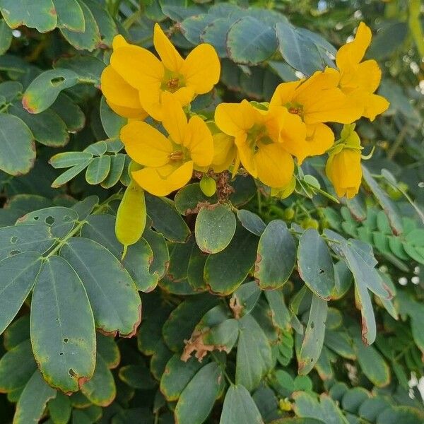 Senna surattensis ফুল