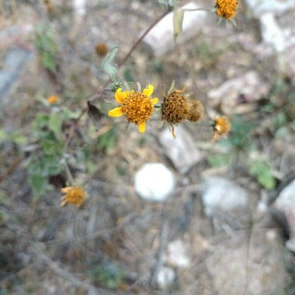 Viguiera dentata Blüte