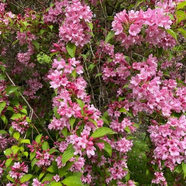 Weigela florida Floare