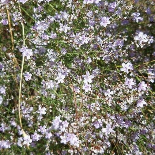 Limonium echioides Flower