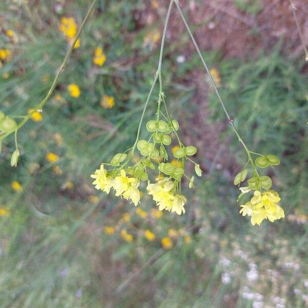 Biscutella laevigata Flower