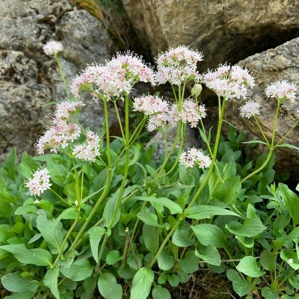 Valeriana sitchensis Цветок