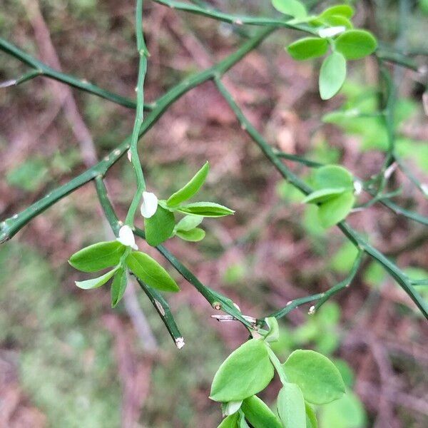 Vaccinium parvifolium Blad